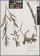 Foto von Salix eleagnos Scop.